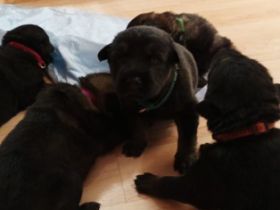 Vater Schwarz aus leistunszucht kurzhaar Mutter Braun