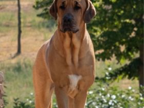 Wir sind eine Züchterfamilie aus dem Hunsrück und