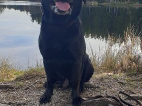 Labrador Retriver Deckrüde schwarz. Wurftag 15.10.2017