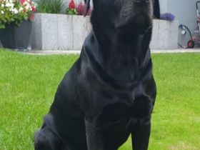 Labrador Retriver Deckrüde schwarz. Wurftag 15.10.2017