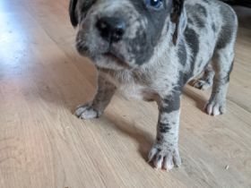 Unsere American Bulldog Hündin hat 8 tolle Welpen (3