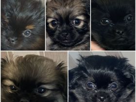 Am 18.10.21 hat unsere Pekinesenhündin 4 Rüden u 1