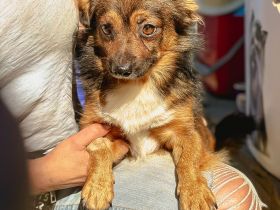 Buddy starker Kerl im Kleinformat ca 25cm