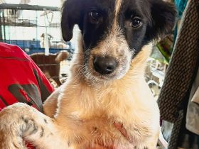 Goofi ist einer von circa 140 Hunden und 30 Katzen, die