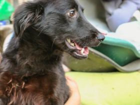 Badita Sportskanaone ca 56cm, Mischling