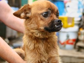 Bexter ca 43cm, Bexter ist einer von circa 140 Hunden