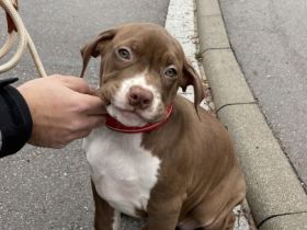 Verkauft wird ein American Bully XL (weibchen) EU Pass