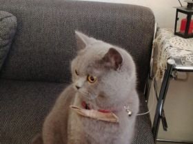 Kathy BKH Katze, Hallo, Wir möchten unsere Katze