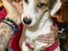 Filou ca. 35cm, Filou ist einer von circa 140 Hunden