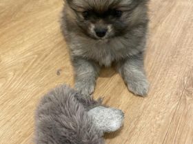 Bitte Text komplett vorher lesen und verstehen, bevor