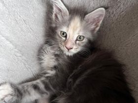 In unserer kleinen Hobbyzucht „von der Ankumer Höhe“