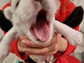 Wunderschöne und gesunde kleine Malteser Anfang Februar