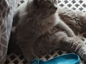 Barsik, Geboren am 08.04.2021 Unser Kater sucht ein