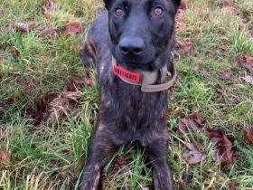 Kira, Holländische Schäferhündin (reinr. o.P.) KIRA ist