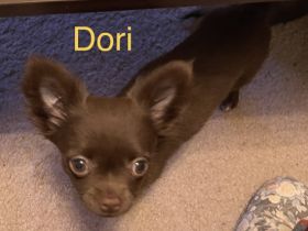 Hallo Wir sind Deena und Dori und wir suchen eine