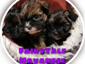 FairyTale Havanese