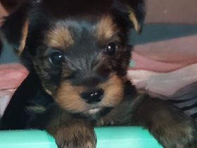 Am 13.11.21 sind unsere kleinen Schätze geboren. Sie