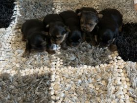 Am 8.12.2021 Hat unsere Yorkshire Hündin 5 wundervolle