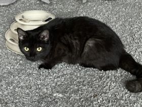 Gini 1 Jahr sehr lieb bkh mix, Britisch Kurzhaar, Mix