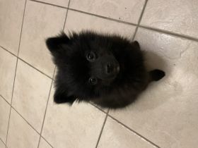 Aus unserem Wurf (4 Welpen, geboren 31.10.2021) ist nur