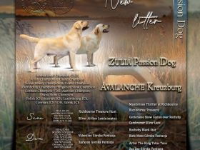 Wir haben gelbe Labrador-Welpen ZKwP/ FCI. Eltern