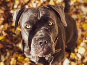 Ich suche für meine Hündin Lana aus gesundheitlichen