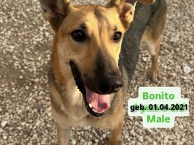 Bonito 2, männl. Mischl. Schäferh.-X, lieb und ungestüm