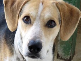 Timmy 4, (Schulterhöhe ca. 48 cm)