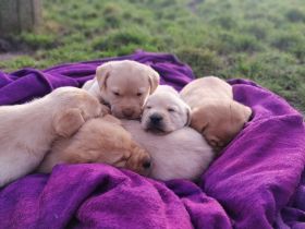 Unsere kleinen Welpen sind nun 5 Wochen alt und können