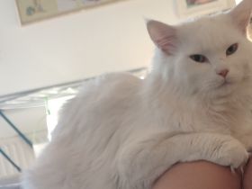 Hallo , Unsere Stella 1,5Jahre und unser Hannibal 1Jahr