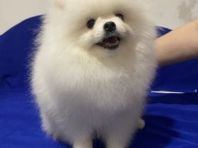 Pommerscher Junge! Art von Bär! sehr kleine größe! an