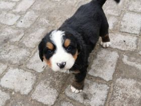 Unsere Hündin hat am 13.11 zwei wunderschöne Welpen zur