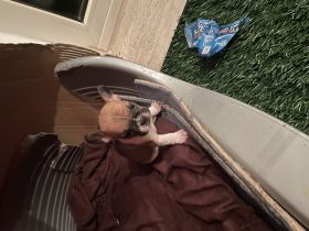 Französische Bulldogge, Welpen