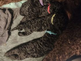 Unsere schwarzen Lockenbärchen sind derzeit einfach nur