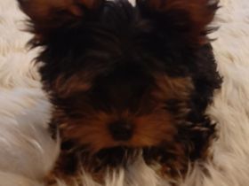 Bella, Unsere Yorkshire Terrier Hündin hat im Herbst