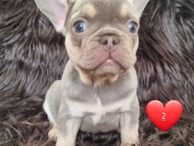 4 süße Französische Bulldoggen Welpen in der Farbe Blue