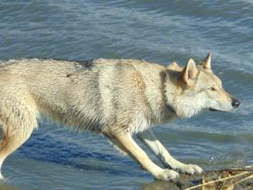 Puppies of czechoslovakian wolfdog are looking for new