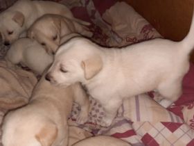 Liebe Interessenten ,... Ich biete aus privater Zucht