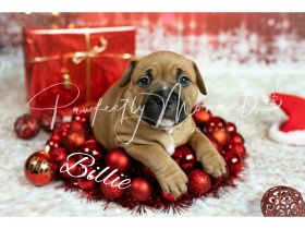 Unsere 10 kerngesunde Welpen in den Farben Fawn mit