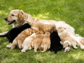 Rassezuchtverein für Hovawart Hunde e.V. VDH