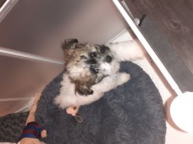 Süßer Bolonka Zwetna Rüde zu vergeben. Er ist neugierig