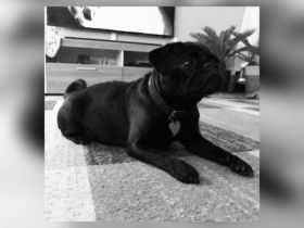 Aika, Ich suche für die Retro Mops Dame ein neues