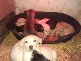 Wir suchen ein gemütliches neuse Zuhause... Wir sind