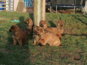 Hallo liebe Hundefreunde, am 13.11.21 hat unsere Hündin