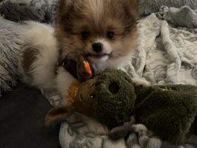 Guten Tag, unser zuckersüßer Pomeranian Mix Rüde sucht