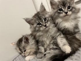Hallo, Hier verkaufe ich meine drei Maine Coon-Babys.