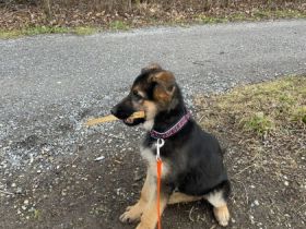 Unser letzter Welpe aus lieber Hobbyzucht suchen noch