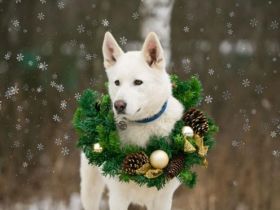 Es sind gepflegte gesunde kastrierte geimpfte schöne