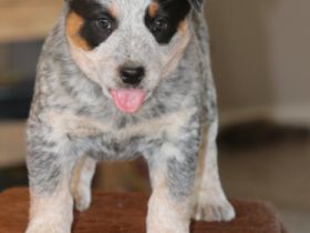 Wunderschöne Australian Cattle Dog Welpen suchen ein