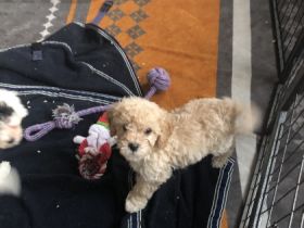 Wir haben am 21.11.2021 6 gesunde Pudelwelpen bekommen